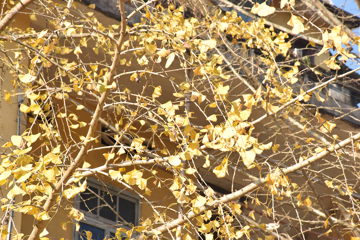 2017年花都区工商联通讯员(韶关学院)培训班